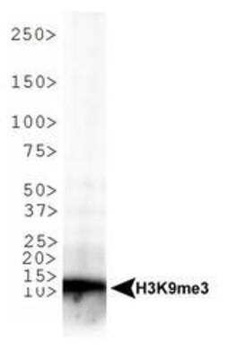 Western Blot: Histone H3 [Trimethyl Lys9] Antibody [NB21-1073] - WB analysis of H3K9me3 in C. elegans embryo lysate. Observed molecular weight is ~13 kDa.